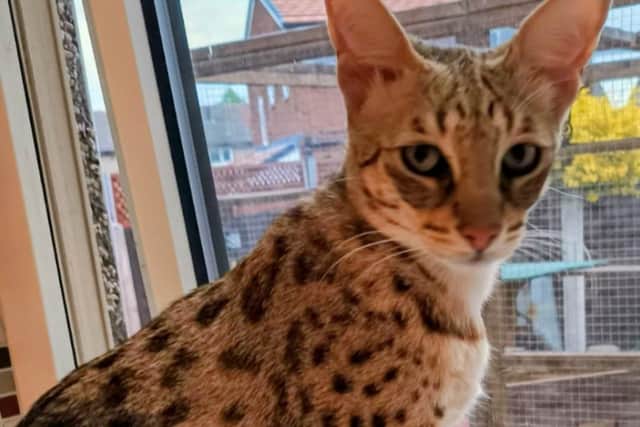 A picture of 'Penny Lane' aged 5 years old, a F2B Savannah, an African wild cat.