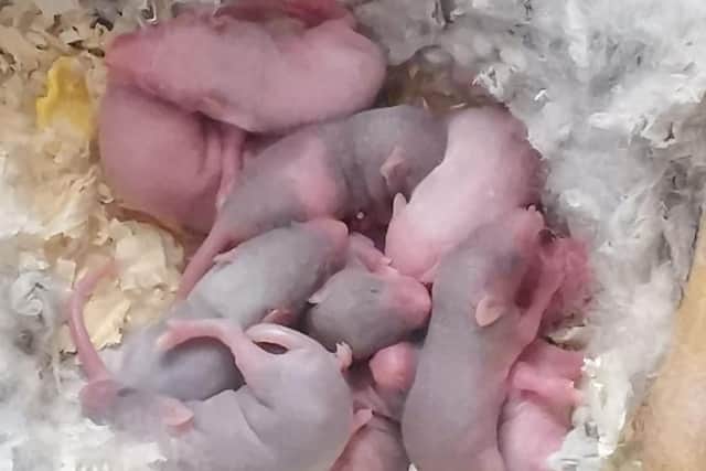 The RSPCA are hoping to find homes for mice, after a breeding situation got out of control in Ilkeston.