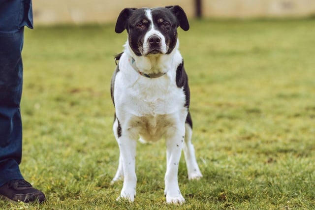 Five-year-old Staffie cross collie Maisie is rotund, jolly, loves playing with toys and games and going for walks. She could live in a household with secondary school age children,   maybe with another dog and could be left on her own for short periods.