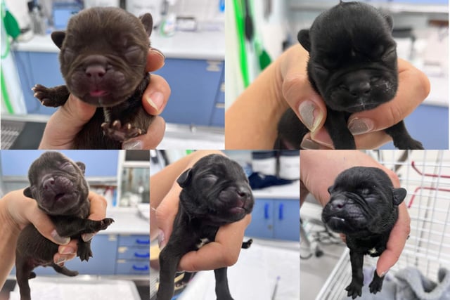Five French Bulldog puppies were found abandoned in a woods in Sheffield on Monday.