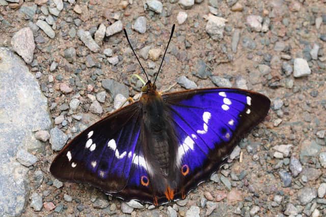Purple Emperor butterfly
