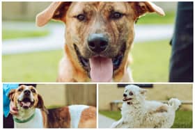 Clyde, Hunter and Eve, pictured clockwise from top, are up for adoption at Chesterfield's RSPCA centre.