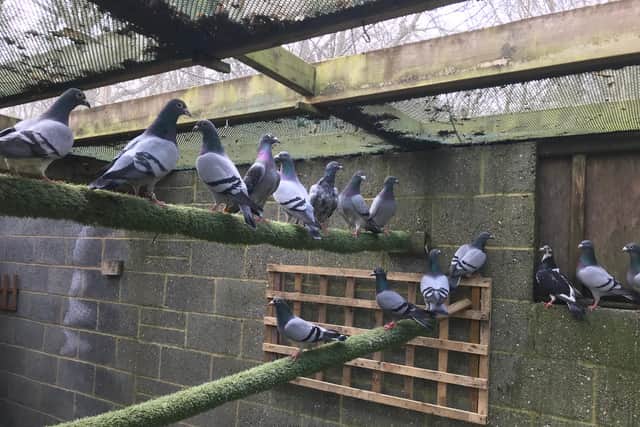 The pigeons at Mallyadams Wood in East Sussex