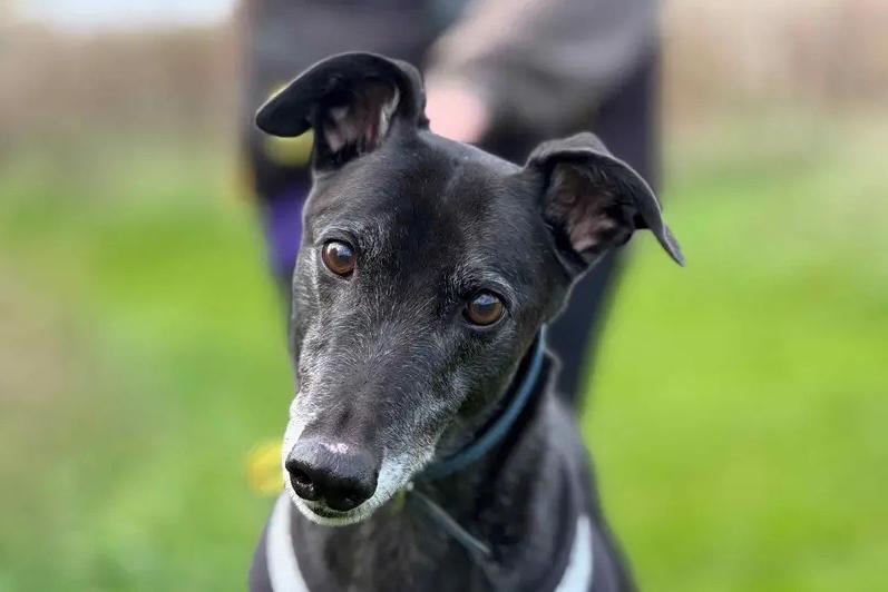 This sweet, sensitive soul is ready to find a patient home to help him build his confidence and work through his worries. Once he feels safe and comfortable, this energetic boy loves to show off his playful side, though he's just as happy snoozing away on a cozy bed with his family. Gavin is looking for an adult-only home where he can be the only pet to soak up all your attention. While he has the potential to be left alone for up to six hours, you'll want to build this up gradually once he has settled in.