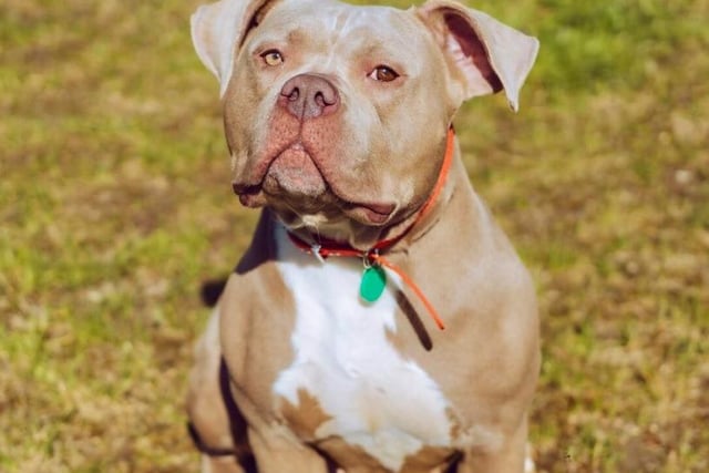 Ghost is a two-year-old female Bully-XL who is sweet, loving and totally adorable. She will need an experienced and affectionate owner who can offer basic training and lots of cuddles and fuss. Ghost could be left alone for short periods.