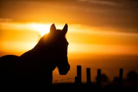 The picture of a horse against the backdrop of a sunrise is dividing the internet as social media users can't figure out which way it is facing.