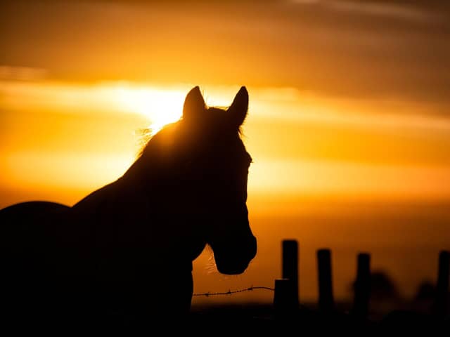 The picture of a horse against the backdrop of a sunrise is dividing the internet as social media users can't figure out which way it is facing.