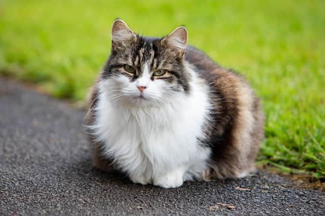 Milo, the resident cat at Presentation Sisters Care Centre in Matlock, is nominated in the 'Cat Colleague' category in this year's Cats Protection National Cat Awards (photo: Lucy Ray/PA Wire).