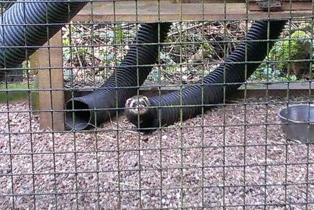 The Chestnut Centre Otter, Owl and Wildlife Park was located near Chapel-en-le-Frith, and was a popular day trip for residents across the county. It opened in 1984, but finally closed down in 2017.