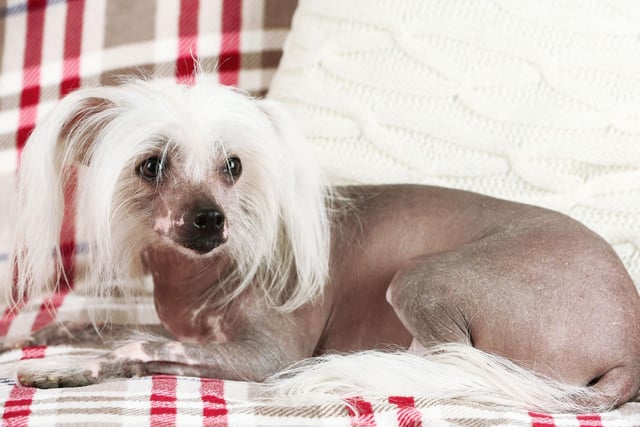 One way to avoid dog hair is to get a pet that doesn't have much in the first place! That's the case with the Hairless Chinese Crested Dog, who are also known for their playful and affectionate nature.
