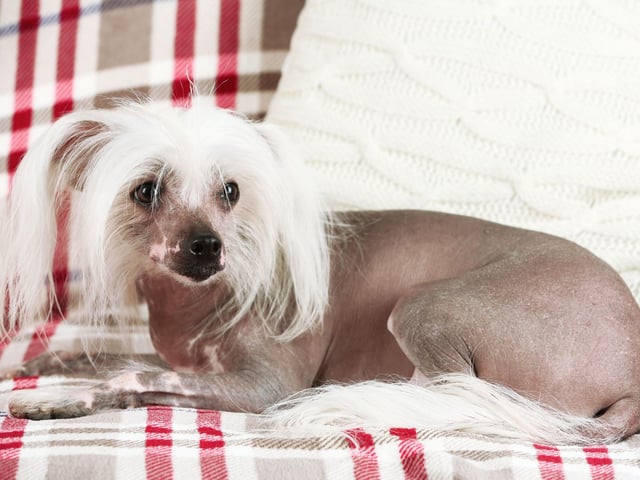 One way to avoid dog hair is to get a pet that doesn't have much in the first place! That's the case with the Hairless Chinese Crested Dog, who are also known for their playful and affectionate nature.
