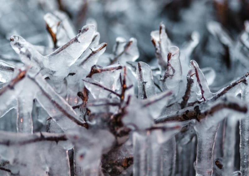 The ice has completely taken over the hedge.