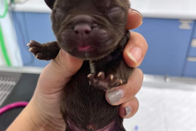 The RSPCA has now fostered the five puppies, who are only a few days old and require hand rearing.