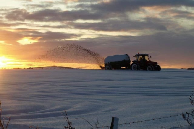 A covering of snow doesn't mean that formers can stop work - a fact captured by Mark Watson in this picture.