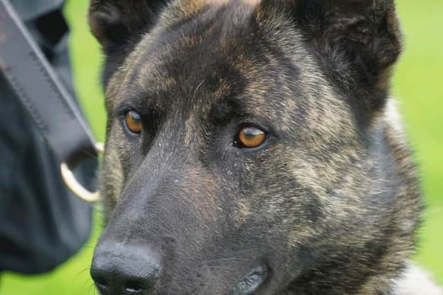 Stark is a German Shepherd Dutch Herder cross who enjoys tracking work. She’s the sister of PD Piper, featured by Derbyshire police earlier in the summer.