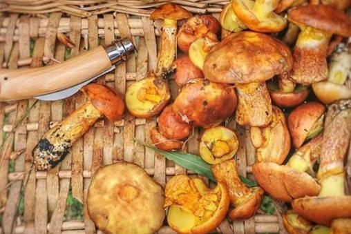 The first signs of Autumn are upon us! This photo of mushrooms in a basket was taken by @edlington_pitwood