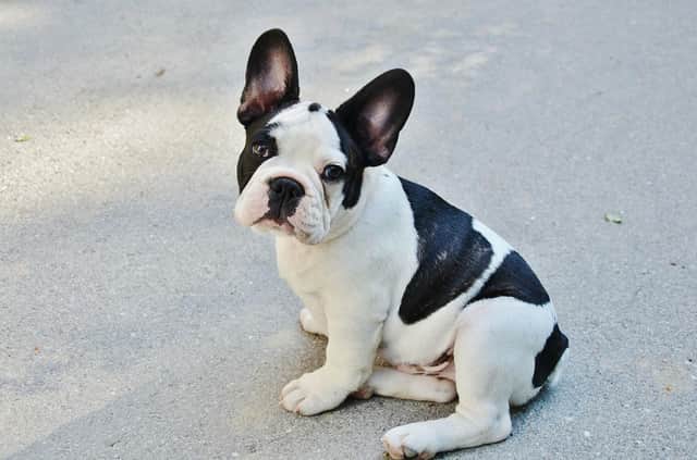 They had arranged to meet a man for a viewing of a 10-week-old French bulldog puppy advertised at £2500. Image from Pixabay.