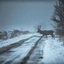 A stunning stag crossing a road coevred in snow captured by Villager Jim has been named the SWNS 2023 press photo of the year.