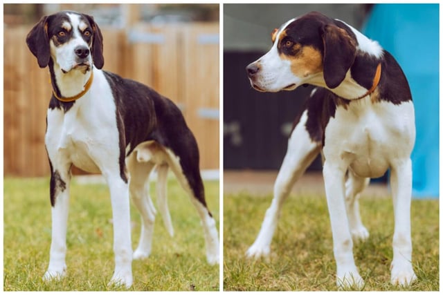 Drummer and Elf are 18-month-old male foxhounds who RSPCA workers are keen to rehome together.  The shy dogs are almost house trained, love lots of fuss and attention and would prefer to live in a home without a cat.