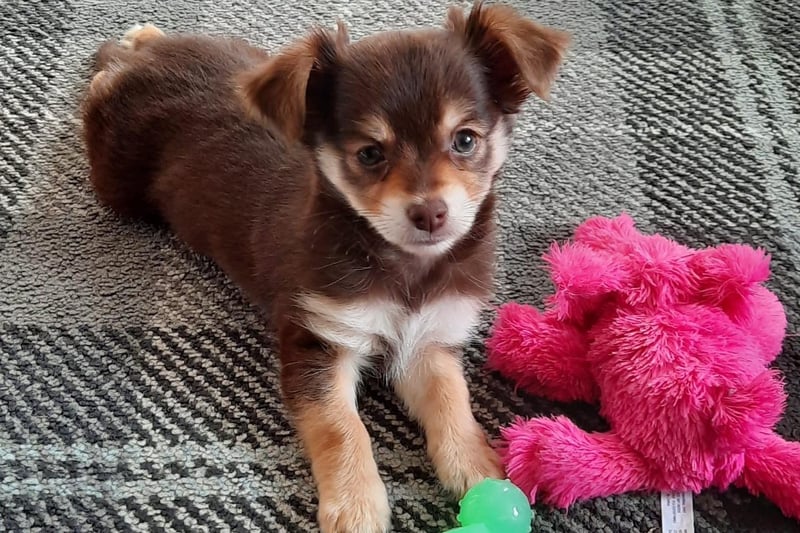 8-week-old puppy Dollie, posing for a picture with her favourite toys. Sent in by Fiona Parker.