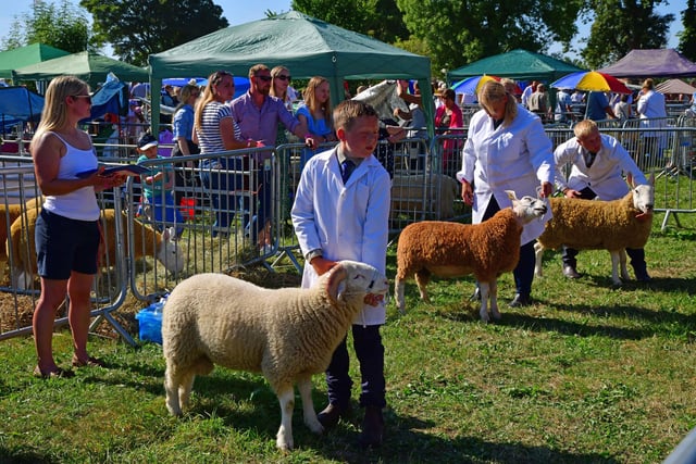 Sheep classes attracted 100 entrants.