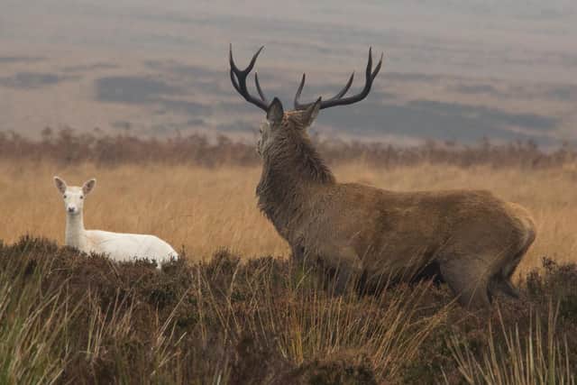 The white deer on Big Moor