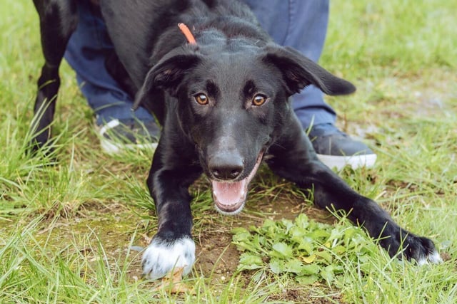 Six-month-old smooth haired collie cross Dexter is shy until he gets to know people and then loves lots of fuss and attention. Dexter gets on well with other dogs, could live with children aged 11 to 15 years but will need an active owner who can give him basic training.