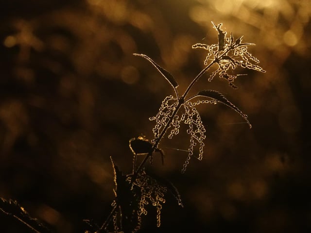 Category 6 – The Art of Ecology
A creative and original take on photography denoting ecology
Student winner: Sanne Govaert, Ghent University

Common nettle: Urtica dioica is a species often considered weeds. But beauty is in the eye of the beholder.