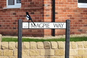 A magpie on Magpie Way in Chesterfield.