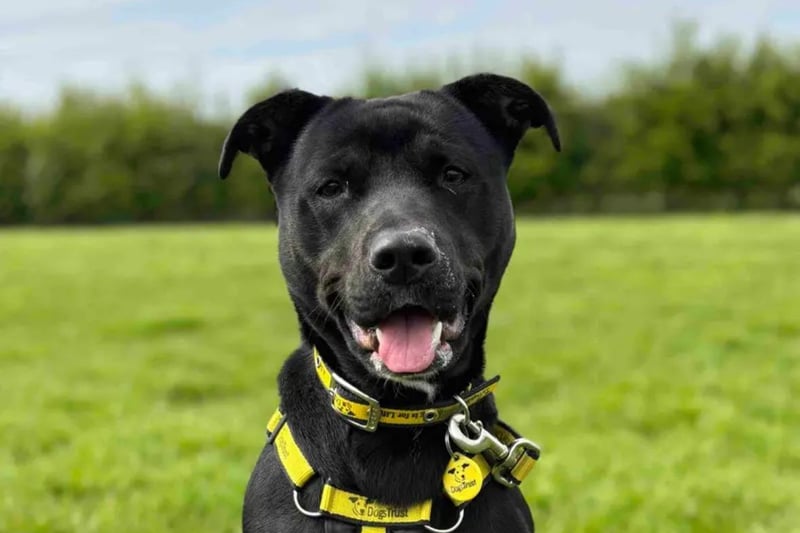 Meet Shelly, a one-year-old friendly and playful Labrador cross. Shelly enjoys meeting new people and would be a great fit for a family with older children aged eight years and above. However, she should be the only pet in the household. Shelly is eager to learn new things and would love a garden where she can have some off-lead fun and also help with her housetraining. She is looking forward to going on long walks, discovering new places, and having exciting adventures with her new family.