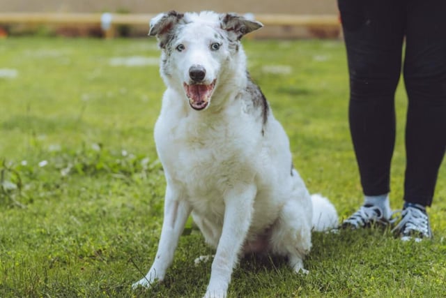 Here's another elderly baby - his name is Merlin and he's perfect.  A gentle dog with plenty of love left to give, he's ideal for less physically able owners.