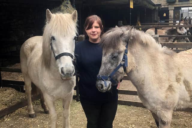 Farmyard manager Melissa Underwood with two of Chatsworth's Eriskay ponies.