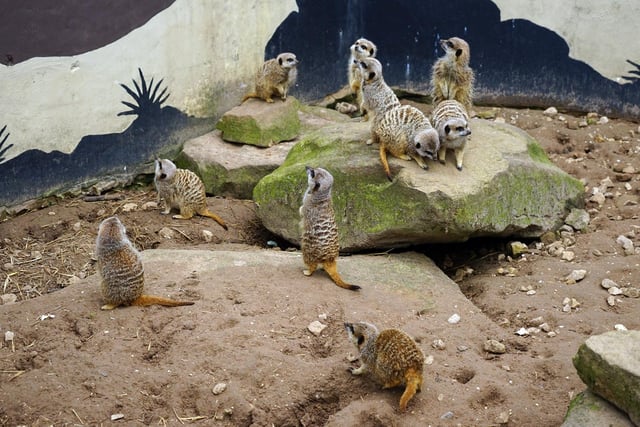 You can find out more about Meerkats doing daily talks at the Matlock Farm Park.