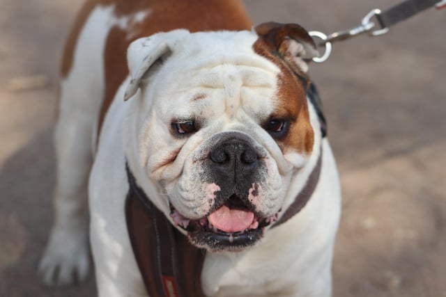 Bulldogs are a popular breed for theives with a prices tag of around £2,221.