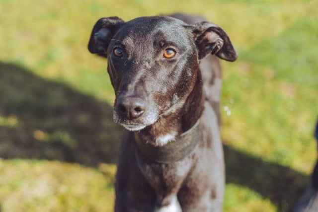 Last but certainly not least is Artie, a two year old lurcher. He's full of love, but tends to show it in a more subtle way than most dogs. He's very active, too - he loves walks and playing games.