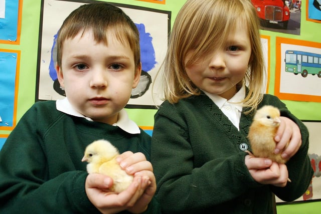 Harry Downs and Lucy Cockcroft, pupils at St John's School in Belper, with chicks hatched in an incubator.
