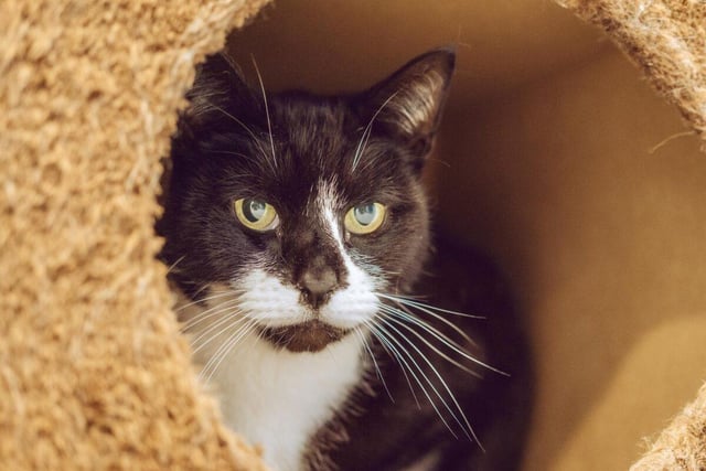 Benji is a five-year-old, short-haired male who loves lots of affection. A shy cat, his ideal home would be quiet and he would need to be able to go outside and explore.