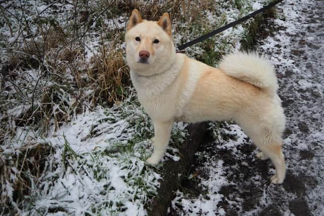 Honey was taken to the RSPCA Chesterfield and North Derbyshire where she was rehabilitated and has been transformed into a healthy and loving dog
