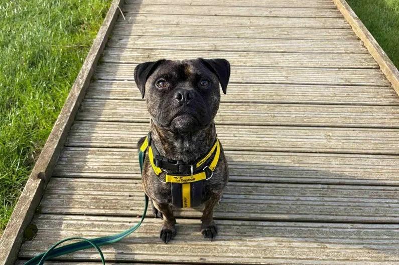 An amazing, very sweet boy with lots of love to give and a wonderful toy box obsession, meaning he would love a home stocked full of fun toys. While he can be a bit timid at times, he is an absolute fan of cuddles from his favourite people and is looking for a calm, patient family who can reassure him. He loves his walks and can even have walking friends out and about, though he needs to be the only dog in the home (though he can live safely with small, caged furries!). Rocco is looking for a quiet home that can include older secondary school-aged children.