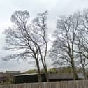 A planning application for general maintenance works involving 10 trees and the felling of four trees has been approved by to Bolsover District Council.