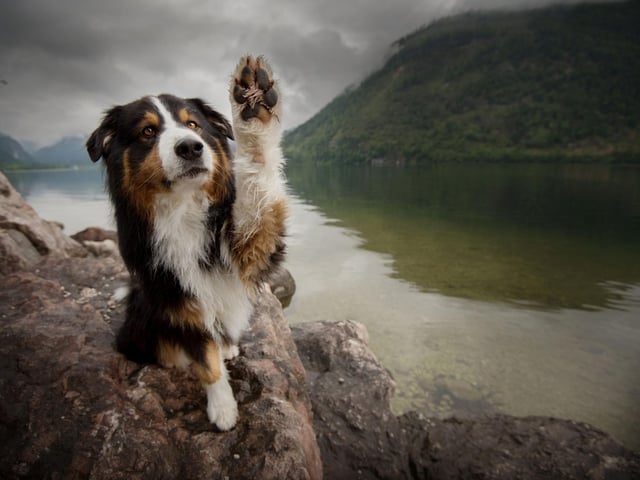 Australian Shepherd fans love the breed's multicoloured coat but unless they are brushed pretty much every day they will leave equally-multicoloured piles of hair all over your house.