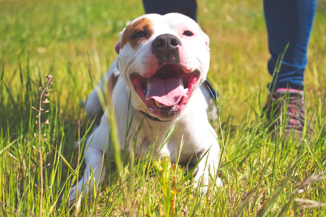 3 years old, Staffy. He is a friendly dog who absolutely loves being around people and greets everyone with excitement and smiles. He is looking for an experienced and active owner.