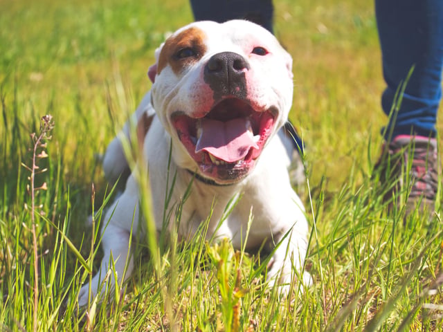 3 years old, Staffy. He is a friendly dog who absolutely loves being around people and greets everyone with excitement and smiles. He is looking for an experienced and active owner.