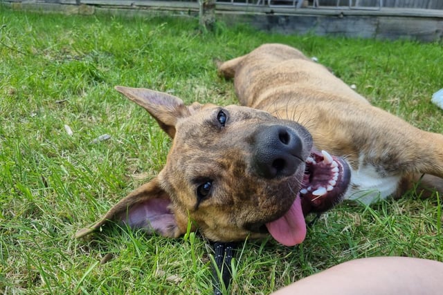 Clyde is an eight-month-old crossbreed who can get worried by strangers and is shy until he gets to know people. He has basic house training, needs an experienced owner and would prefer to be the sole pet in a quiet adult-only home.