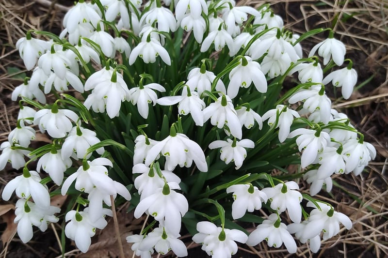We love seeing the snowdrops arrive!