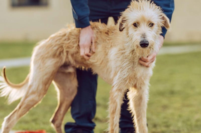 Woody is a one-year-old male lurcher type who loves people of all sizes and ages,  is sociable and has boundless enthusiasm. He needs to be taught a few manners but is clever enough to learn quickly.