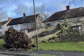 A large tree has been uprooted by Storm Pia at Highfield Avenue. (Photo courtesy of Rick Westwood)