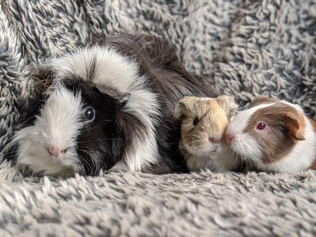 The RSPCA has warned about unneutered guinea pigs having unwanted litters.
