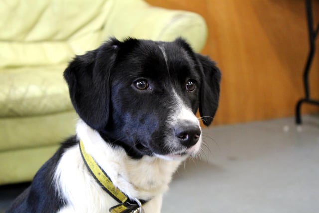 Faith is a shy little Collie cross who came into the centre's care with her sister Hope. As an active eight month old pup, she will need a very secure garden and a patient, adult only home with quiet walking areas.
