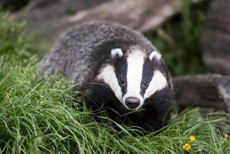 Each week this year, we have turned the spotlight on one of Mansfield's many local nature reserves. This time, it's the turn of The Bottoms, which can be accessed along Netherfield Lane in Meden Vale. Follow the river as it meanders through the reserve, and although it's the hibernation season, don't be surprised if you spot anything from badgers and foxes to newts and water voles, as well as a host of birds.